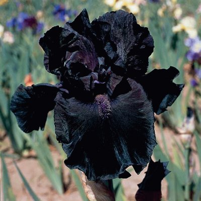fleurs  iris
