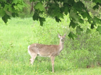 Deer in our backyard