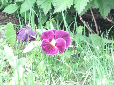 Pretty purple pansies jigsaw puzzle