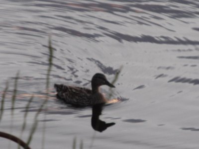 Lone duck at dusk