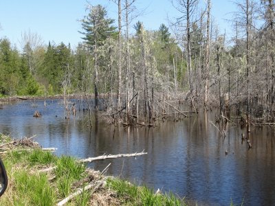 Swamp in the sunshine jigsaw puzzle