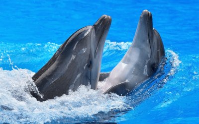 פאזל של Golfinhos