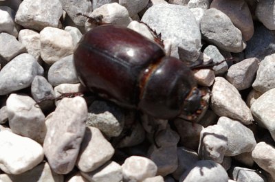 Beetle jigsaw puzzle