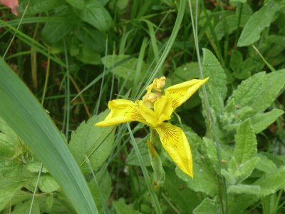 Baie de Somme wildflowers