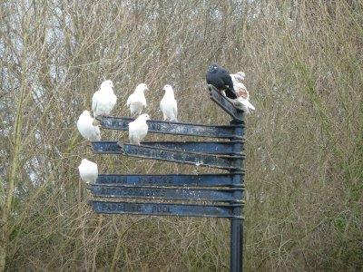 Pigeons jigsaw puzzle