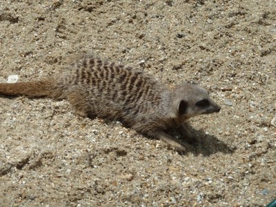 meercat jigsaw puzzle