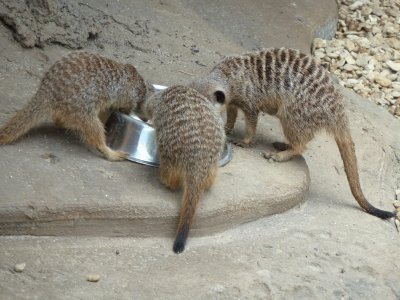 meercats feeding jigsaw puzzle