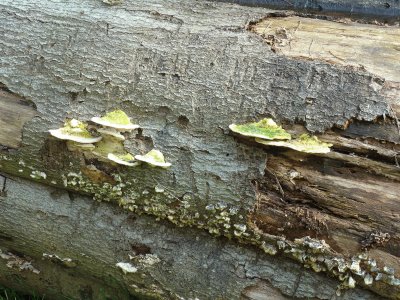 fungus