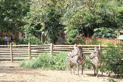 Zoologico de cali Colombia jigsaw puzzle