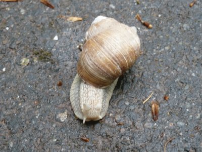 snail