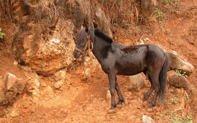 cheval jigsaw puzzle