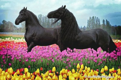 animaux: chevaux jigsaw puzzle