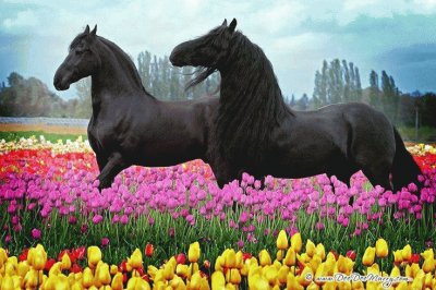animaux: chevaux