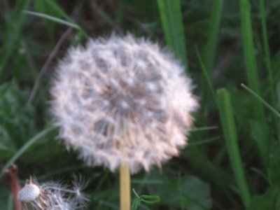 Dandelion jigsaw puzzle