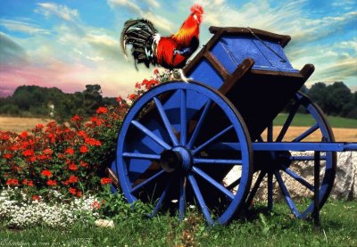 gallo jigsaw puzzle