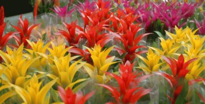bromeliacÃ©es