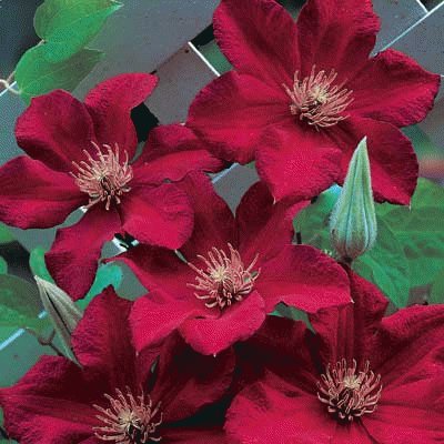 fleurs: clÃ©matites
