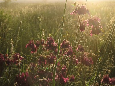 Wildflowers at dawn jigsaw puzzle