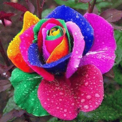 Colorful Flower