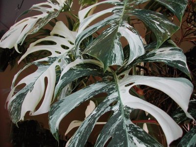 fleurs: philodendron