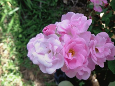 ROSES jigsaw puzzle