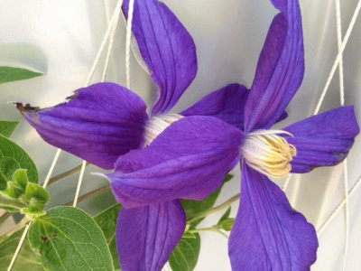 פאזל של Purple Flower