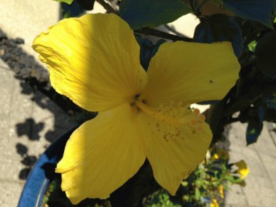 פאזל של Yellow Flower