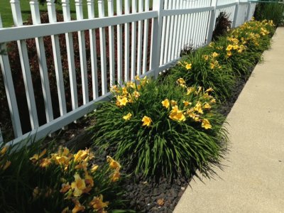 Yellow Daylillies