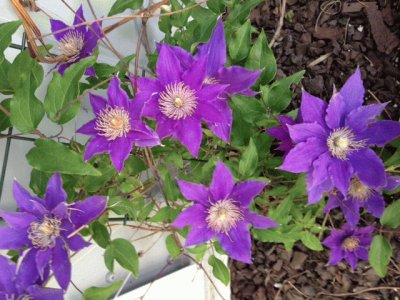 Purple Flowers jigsaw puzzle