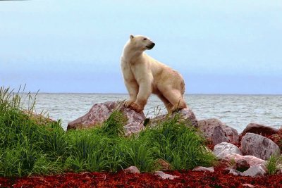 polar bear-57
