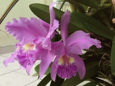 פאזל של Orquideas del jardin