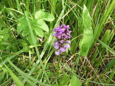 Wild flowers Radipole lake