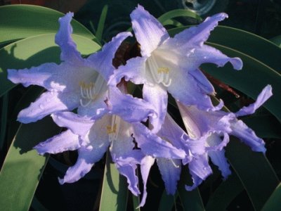 fleurs: Worsleya procera