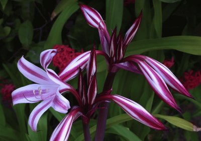 fleurs: lys