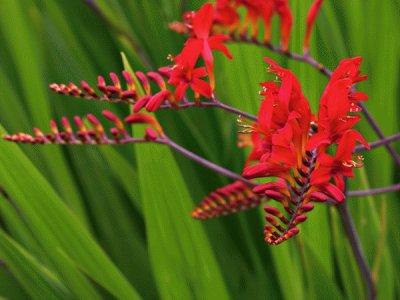 fleurs: crocosmia