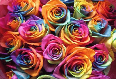 roses jigsaw puzzle