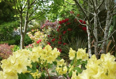 floresta e flores