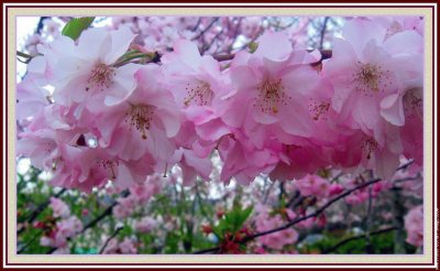 fleurs