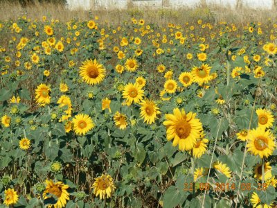 GIRASOLI jigsaw puzzle