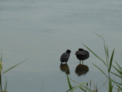 פאזל של Rutland water