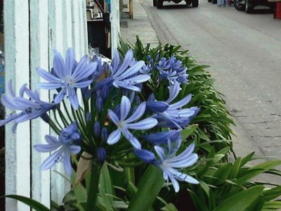 פאזל של Flores azules