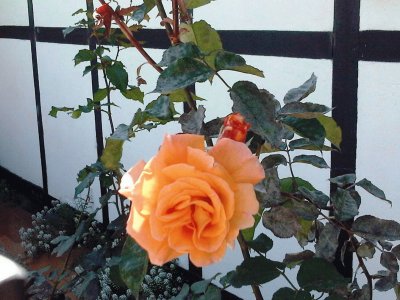 Rosa anaranjada resplandeciente