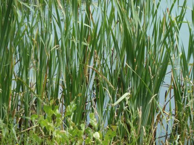 Reed beds Rutland water