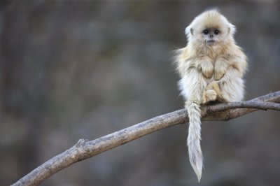 פאזל של golden snub nose monkey