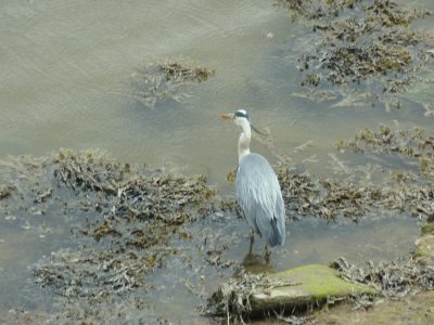 Heron Mawwdach estuary