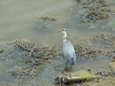 Heron Mawwdach estuary jigsaw puzzle