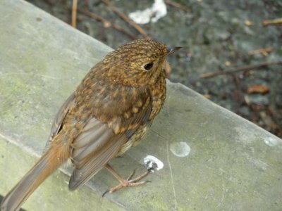 Robin Arthog bog