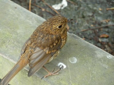 Robin Arthog bog jigsaw puzzle