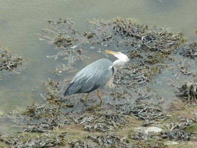 Heron Mawwddach estuary