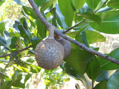 mamey jigsaw puzzle